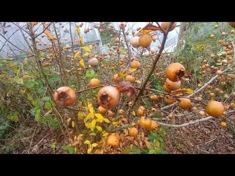 German medlar: planting, care, benefits and harms, as is, varieties