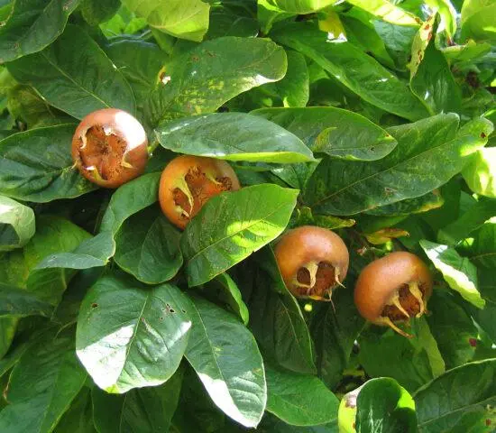 German medlar: planting, care, benefits and harms, as is, varieties