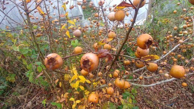 German medlar: planting, care, benefits and harms, as is, varieties