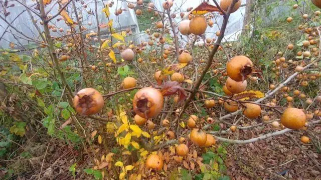 German medlar: planting, care, benefits and harms, as is, varieties