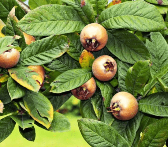 German medlar: planting, care, benefits and harms, as is, varieties