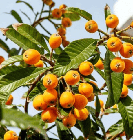 German medlar: planting, care, benefits and harms, as is, varieties