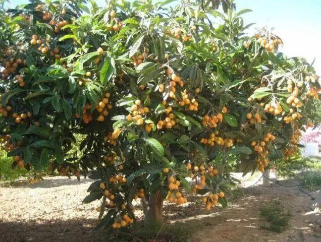 German medlar: planting, care, benefits and harms, as is, varieties