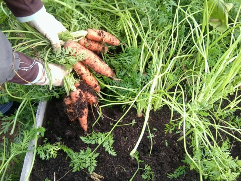 Germination dates for carrots: answers from experienced gardeners and gardeners