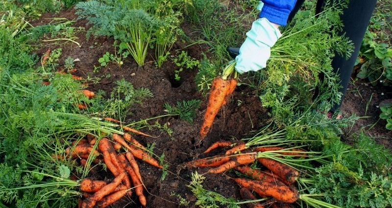 Germination dates for carrots: answers from experienced gardeners and gardeners