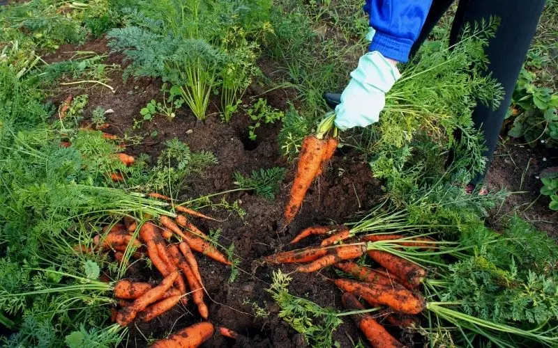 Germination dates for carrots: answers from experienced gardeners and gardeners