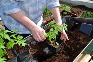 Germination of tomato seeds for seedlings