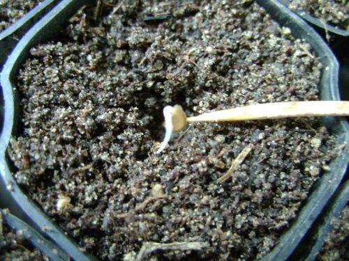 Germination of tomato seeds for seedlings