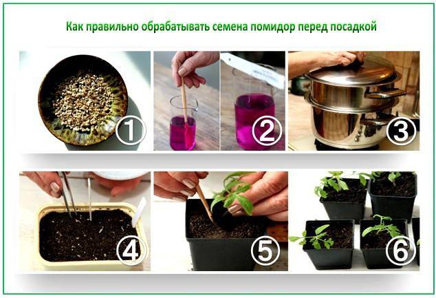 Germination of tomato seeds for seedlings