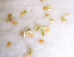 Germination of tomato seeds for seedlings