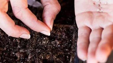 Germination of tomato seeds for seedlings