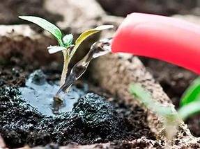 Germination of tomato seeds for seedlings