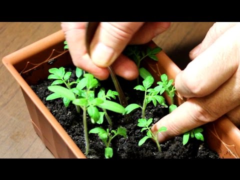 Germination of tomato seeds for seedlings