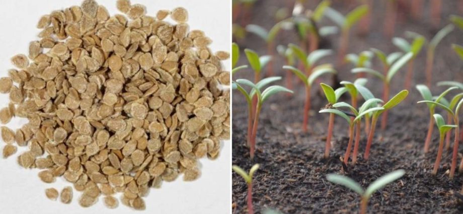 Germination of tomato seeds for seedlings