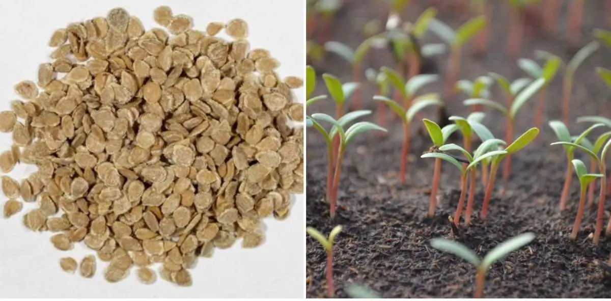 Germination of tomato seeds for seedlings