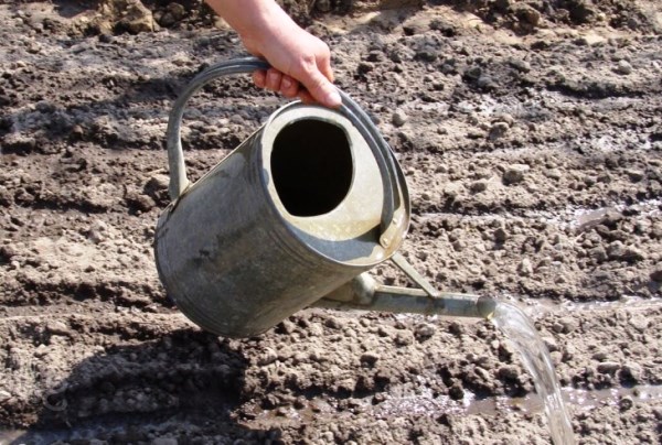 Getting rid of wireworm in potatoes: basic rules