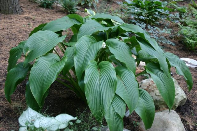 Giant hostas: varieties and species with photos and names