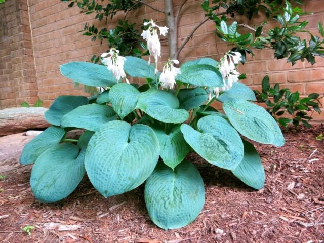 Giant hostas: varieties and species with photos and names