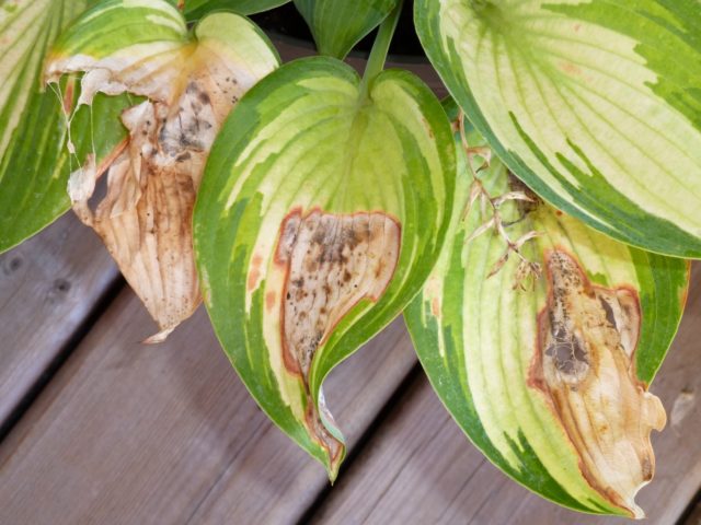 Giant hostas: varieties and species with photos and names