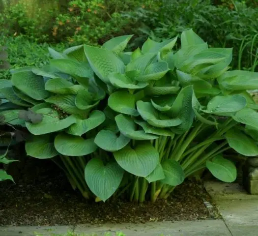 Giant hostas: varieties and species with photos and names