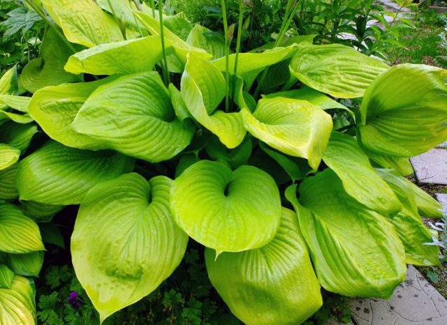 Giant hostas: varieties and species with photos and names