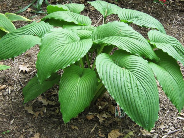 Giant hostas: varieties and species with photos and names