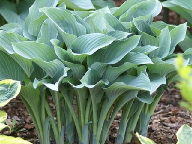 Giant hostas: varieties and species with photos and names