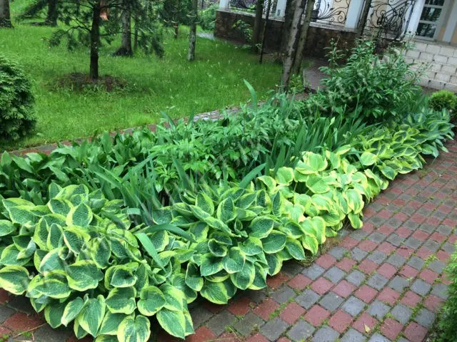 Giant hostas: varieties and species with photos and names