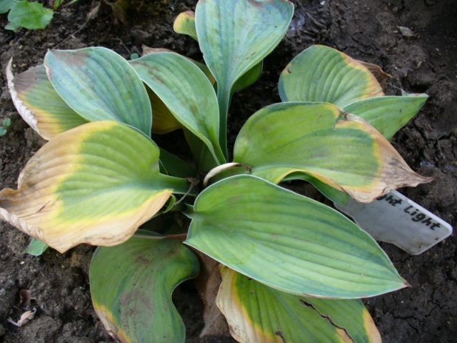 Giant hostas: varieties and species with photos and names