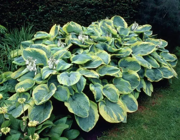 Giant hostas: varieties and species with photos and names