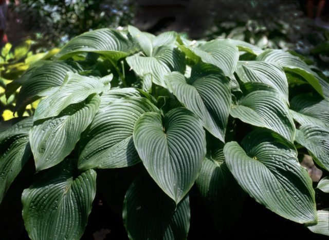 Giant hostas: varieties and species with photos and names