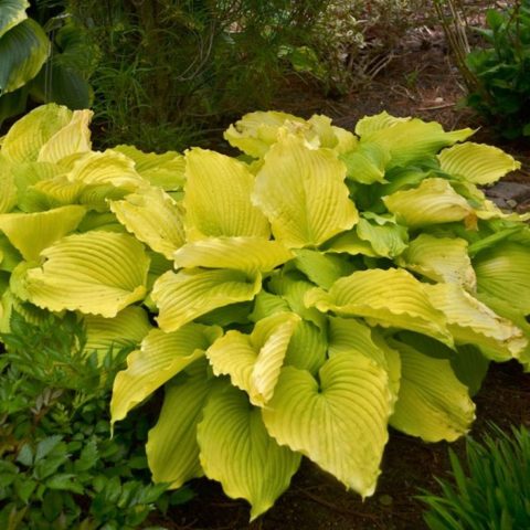 Giant hostas: varieties and species with photos and names