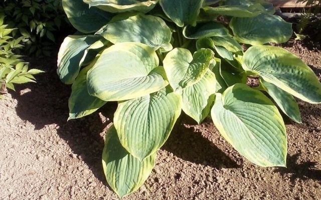 Giant hostas: varieties and species with photos and names