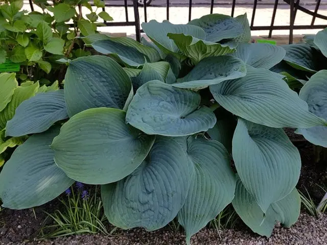 Giant hostas: varieties and species with photos and names