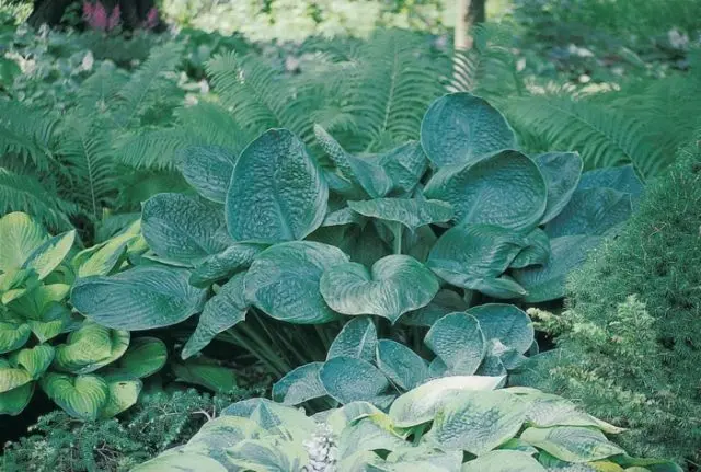 Giant hostas: varieties and species with photos and names