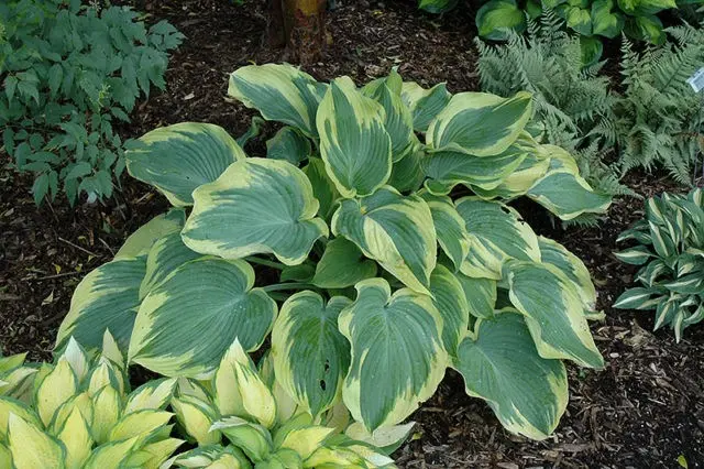 Giant hostas: varieties and species with photos and names