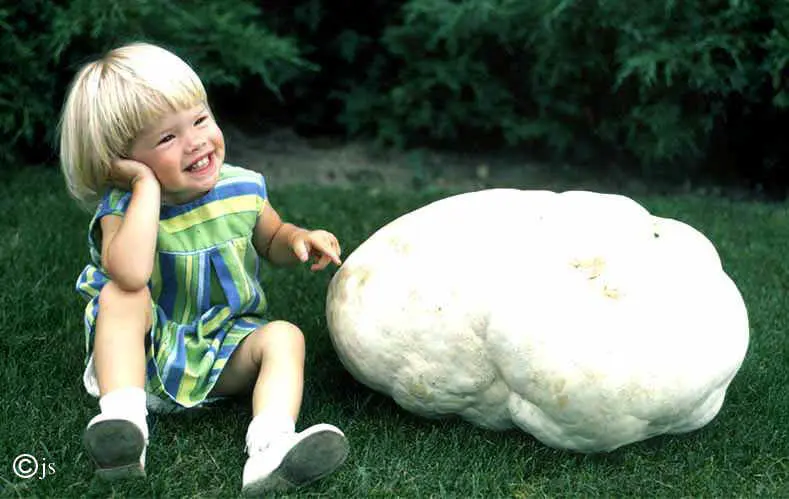 giant mushroom