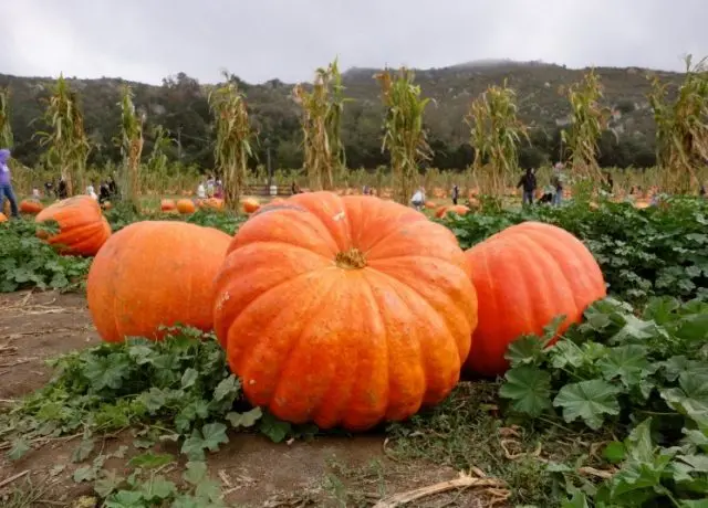 Giant pumpkin: reviews + photos