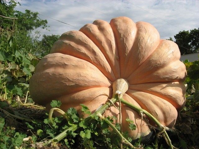 Giant pumpkin: reviews + photos