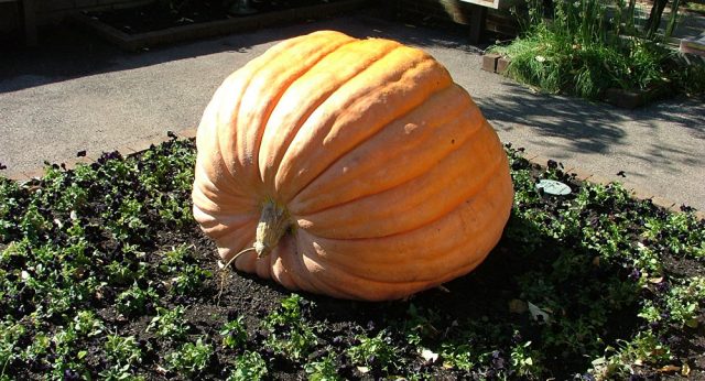 Giant pumpkin: reviews + photos