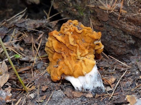 Giant stitch (Gyromitra gigas) photo and description
