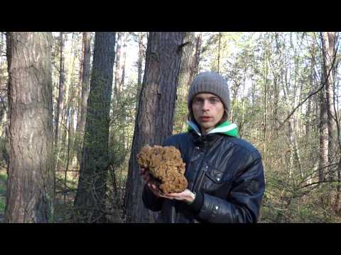 Giant stitch (Gyromitra gigas) photo and description