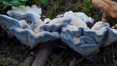 Gidnellum blue: what it looks like, where it grows, description and photo