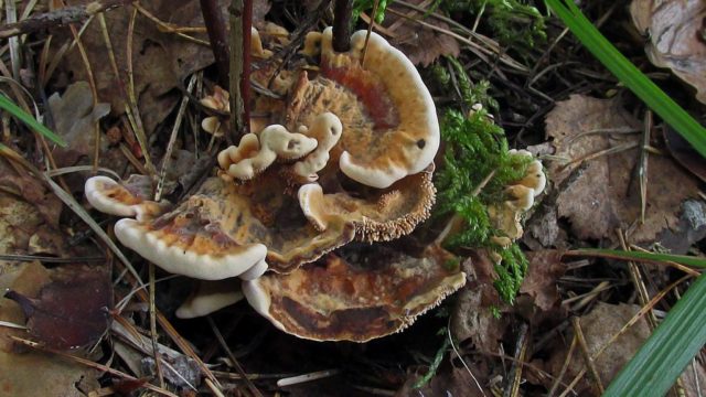 Gidnellum orange: description and photo, is it possible to eat