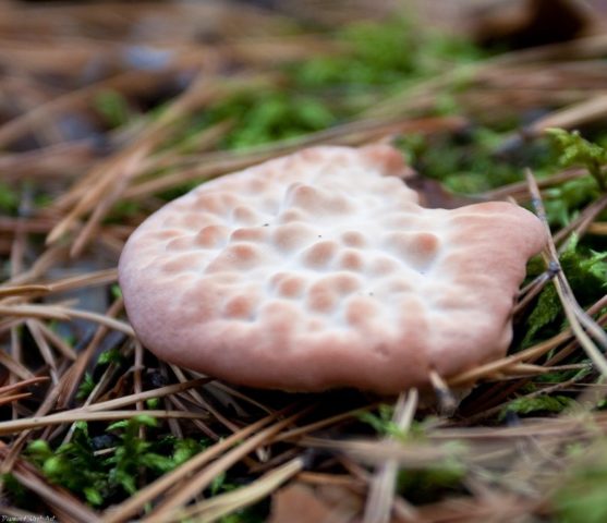 Gidnellum orange: description and photo, is it possible to eat