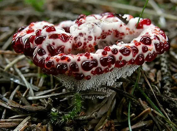 Gidnellum Peck (Hydnellum peckii) photo and description