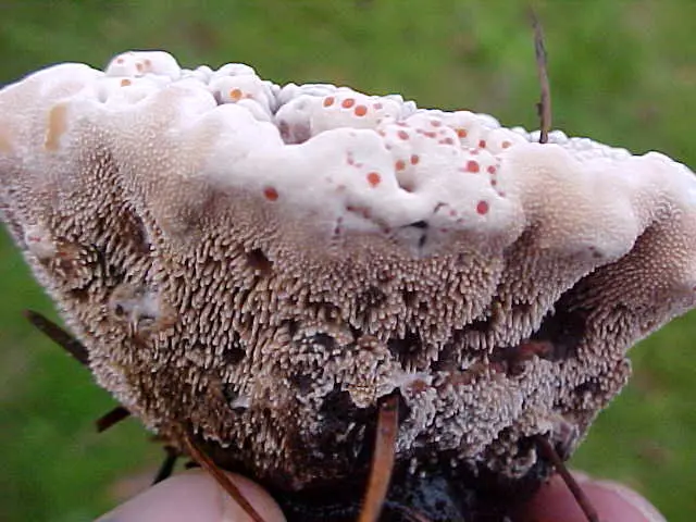 Gidnellum Peck (Hydnellum peckii) photo and description