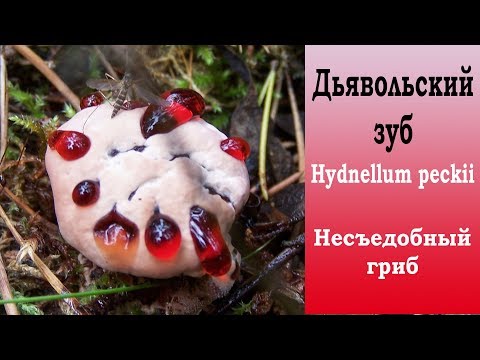 Gidnellum Peka: what it looks like, description and photo