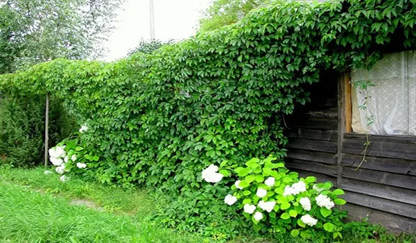 Girlish five-leafed grapes: cultivation and care