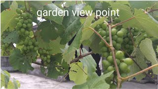 Girlish five-leafed grapes: cultivation and care